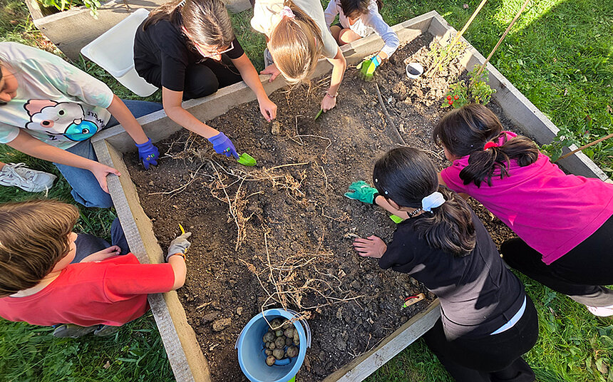 Kinder des Kinderschutzbundes ernten Kartoffeln aus einem Beet
