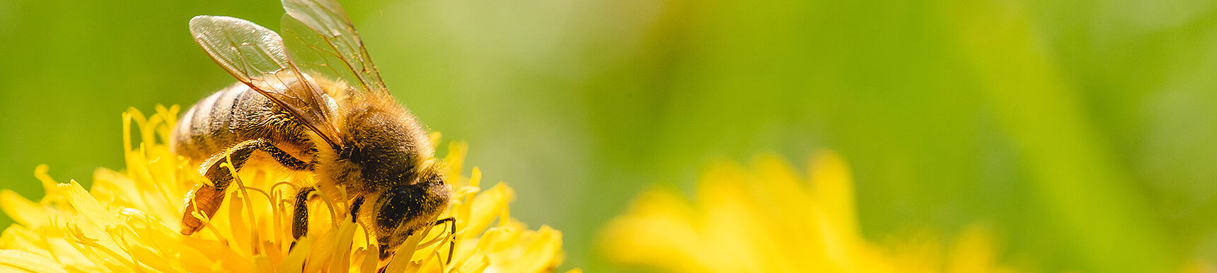 Stadtwerke Sindelfingen - Nachhaltigkeitsprojekt Bienenweiden