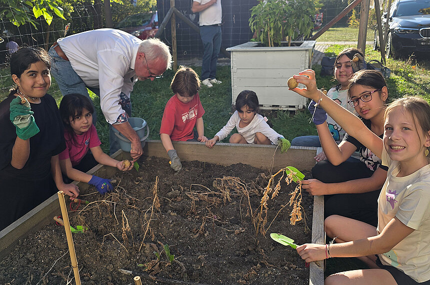 Kinder des Kinderschutzbundes und der Geschäftsführer der Stadtwerke Sindelfingen ernten Kartoffeln aus einem Beet